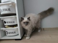 Ragdoll bebiş