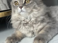 British longhair 4 aylık dişi