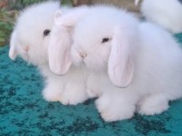 Hollanda Lop Ve Cüce Tavşanlarım Gelmiştir
