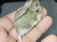 ÖZEL RENK DWARF HAMSTER