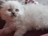 Safkan Himalayan Sağlıklı Yavru