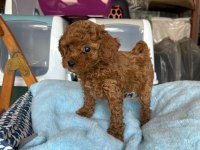 TOY POODLE KÖPEKLER TÜY DÖKMEZ