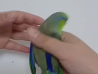 1 yaşında erkek forpus
