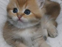 Ny11 black golden british shorthair safkan