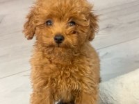 Orjinal Toy Poodle yavrumuz boi