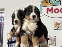 Ultra kalite bernese dog yavrularımız garantili