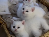 Kedilerimize yeni güzel yuvalar arıyoruz ☺️