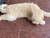 Maltipoo hiçbir sağlık sorunu yok