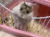 Gonzales Hamster
