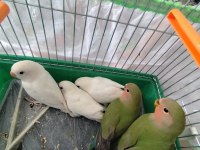 Cennet ve sevda yavrular ele kola alıştırmalık