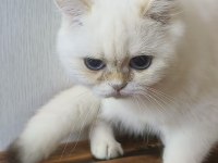 British Shorthair Ny 12 33 Erkek