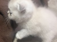 Sevimli sevimli scottish fold bebek yeni sahibini bekliyor