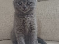 1 ocak doğumlu scottish fold yavrularımız
