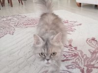 Acil Sahiplendirilecek British Longhair