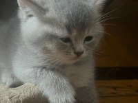 AKILLI EĞİTİMLİ BRİTİSH BEBEKLER