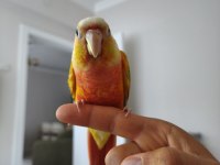 Yavru Suncheek Konur Papağanı
