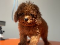 Ankaranın en güzel toy poodle yavruları ziyarete açık