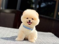 Sağlık Ve Irk Garantili Pomeranian