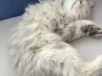 2.5 aylık erkek british longhair kedim