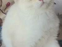 Golden british shorthair yavrular