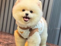 GERÇEK MİNYATÜR (AYI SURAT) POMERANİAN BOO YAVRULARI