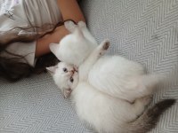 Safkan British Shorthair Dişi Yavru