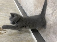 British shorthair yavru kediler