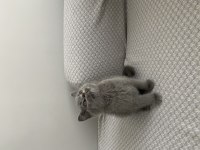 Yavru british shorthair