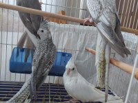 2 Aylık Sultan Papağanı Yavrular