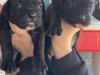 Cane corsa alan koruma köpeği yavruları 