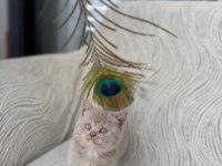 Gri british shorthair yavrular