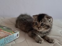 Scottish Fold Black Tabby