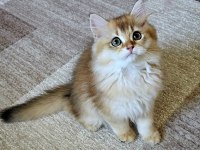 Golden British Longhair Bebeğimiz