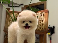 Teddy ayı surat pomeranian