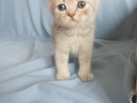 British shorthair / longhair ve scottish fold sahiplendirme