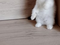 Show kalite exotic shorthair bebekler