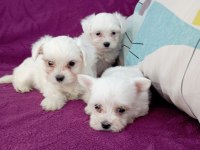 Orjinal maltese