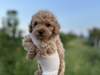 Toy Poodle Yavrumuz