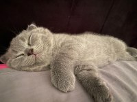 Scottish fold kızımız adı Minnoş çipi var