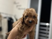 Dark red brown toy poodle yavrumuz