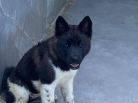 Akita Cinsi Yavrularımız
