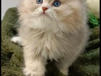 British longhair kedimiz