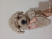30 Nisan doğumlu bebeklerim toy poodle