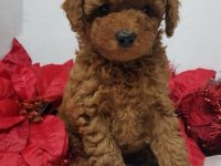 Safkan Toy Poodle Köpekler
