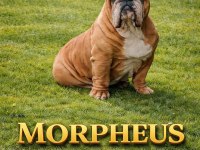 TOMBİŞ BULLDOG BEBEKLER