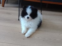 POMERANİAN BOO TEACUP YAVRULAR