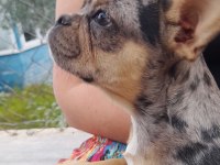Merle tan dişi french bulldog