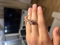 Üst kalite crested gecko yavruları
