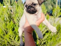 Pug Mops Yavruları