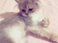 2 Buçuk Aylık British Longhair Bebek